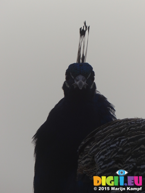 FZ022589 Peacock (Pavo cristatus) in morning mist